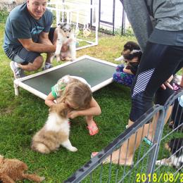 Collie Puppies from Thorndale Collies