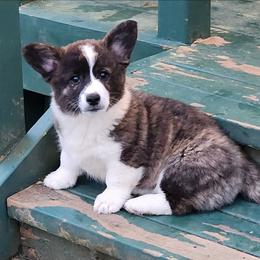 Rain - Brindle and white female American Corgi puppy in Concrete, Washington from Wigglebutts American Corgis