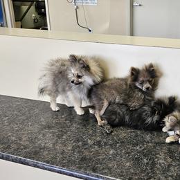 Pomeranians from RC Pets