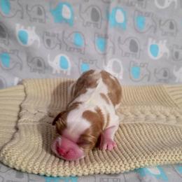 Maxwell - Blenheim male Cavalier King Charles Spaniel puppy in Pennsylvania from Julie's Cavalier King Charles Spaniels