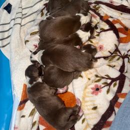 Boy 3 - Red tri-color male Australian Shepherd puppy in Plummer, Idaho from Rebel Aussies/Wild Critter Ranch
