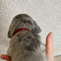 Great Dane Puppies from Parker's Great Danes