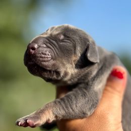 Blue Brindlepoint - Blue female Great Dane puppy in Morton, Illinois from That Gurl K9s
