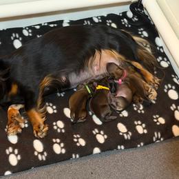 Dachshund puppies from Jensen Dobermans and Dachshunds