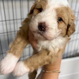 Buzz - Yellow and white male Bernedoodle puppy in Lincoln, Nebraska from GRand Doodles
