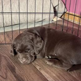 Blue Boy - Chocolate male Labrador Retriever puppy in Ericson, Nebraska from Rafter CS Labradors