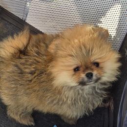 Fluffers - Orange sable female Pomeranian puppy in San Diego, California from Socalpoms
