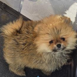 Fluffers - Orange sable female Pomeranian puppy in San Diego, California from Socalpoms