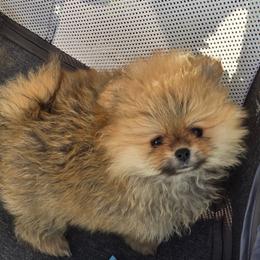 Fluffers - Orange sable female Pomeranian puppy in San Diego, California from Socalpoms