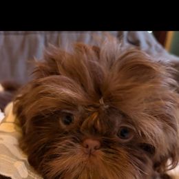 Chip - Chocolate male Shih Tzu puppy in Texas from A Sassy Soul Shih-Tzu