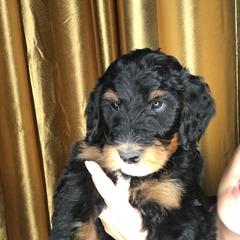 Goldendoodle and Irish Doodle Puppies from PollyWally Doodle