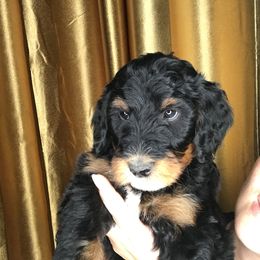 Goldendoodle and Irish Doodle Puppies from PollyWally Doodle