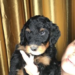 Goldendoodle and Irish Doodle Puppies from PollyWally Doodle