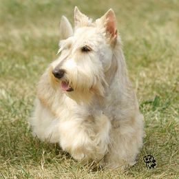 Scottish Terriers from Afton Scottish Terriers