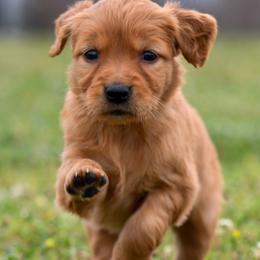Girl 5 - female Golden Retriever puppy in Milan, Tennessee from Ivy League Golden Retrievers