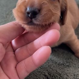 Dachshund Puppies from Lil Sausage Co