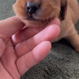 Dachshund Puppies from Lil Sausage Co