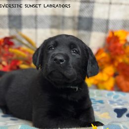 Blue collar - Black male Labrador Retriever puppy in Beaverdam, Virginia from Riverside Sunset Labrador Retrievers