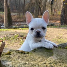 French Bulldog Puppies from Creekside