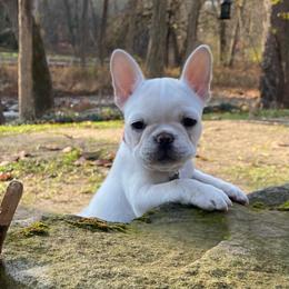 French Bulldog Puppies from Creekside