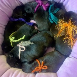 Pug Puppies from The Grumble Pack