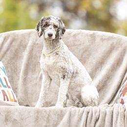 Salsa - Springerdoodle