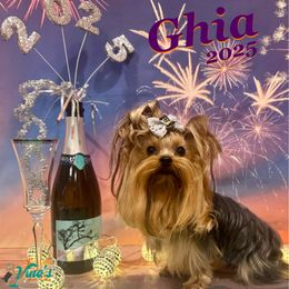 Ghia - Yorkshire Terrier