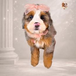 Arrow - Merle female Bernedoodle puppy in Canton, Georgia from Teddy Puppies