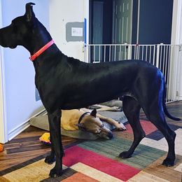 Salem - Great Dane