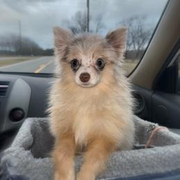 Heidi - Pomeranian