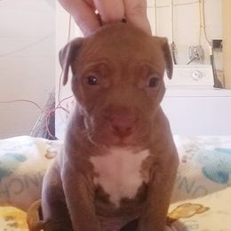 American Pit Bull Terrier Puppies from Kaotic APBTs