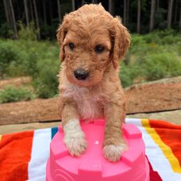 Wendy - Parti female Goldendoodle puppy in Pittsburg, Texas from Peachy Pine Goldendoodles