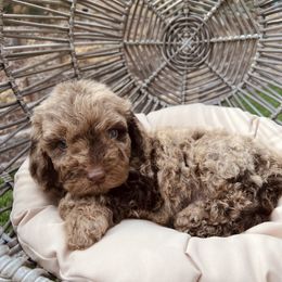 Bernedoodle and Goldendoodle Puppies from Dose of Doodles