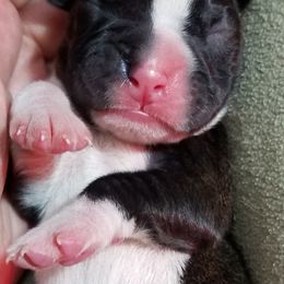 Boxer Puppies from Winchester Boxers