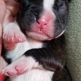 Boxer Puppies from Winchester Boxers