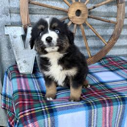 Oreo - Black tri male Miniature Australian Shepherd puppy in Checotah, Oklahoma from Wild Outlaw Aussies
