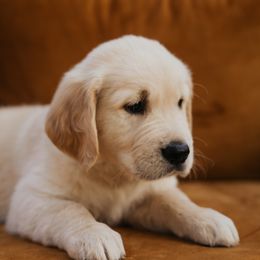 Golden Retriever Puppies from Rosemary Goldens