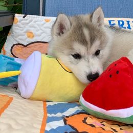 Siberian Husky Puppies from Canace Siberians