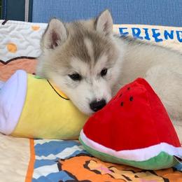 Siberian Husky Puppies from Canace Siberians
