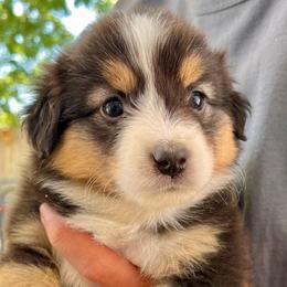 Bobbi - Black tri female Miniature American Shepherd puppy in Carson City, Nevada from Springhill Miniature American Shepherds