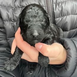 Vixen - Black female Labradoodle puppy in Monticello, Georgia from Daylin’s Doodles & Labradors