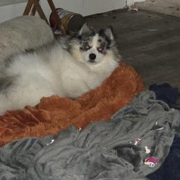 Kai - Pomsky