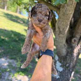 Moose - Merle male Cockapoo puppy in Albany, Kentucky from Windy Pines Farm