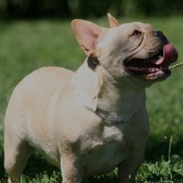 Moon - French Bulldog