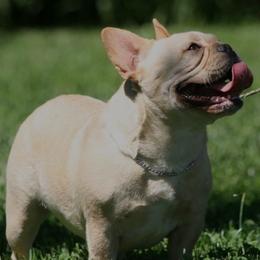 Moon - French Bulldog