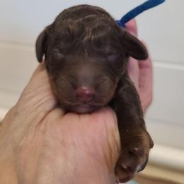 Blue Collar - Phantom male Poodle puppy in Colorado Springs, Colorado from Silly's Standard Poodles