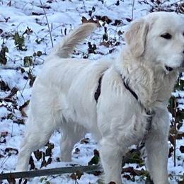Golden Retrievers from Goldens Retreat