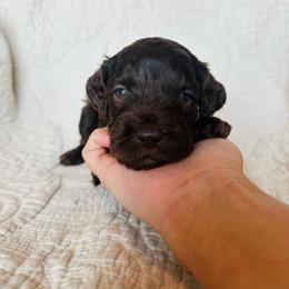Red - male Golden Mountain Doodle puppy in Leander, Texas from Olive Grove Doodles
