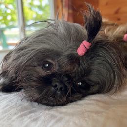 Annie - Shih Tzu