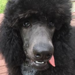 Poodles from TASUMA Standard Poodles